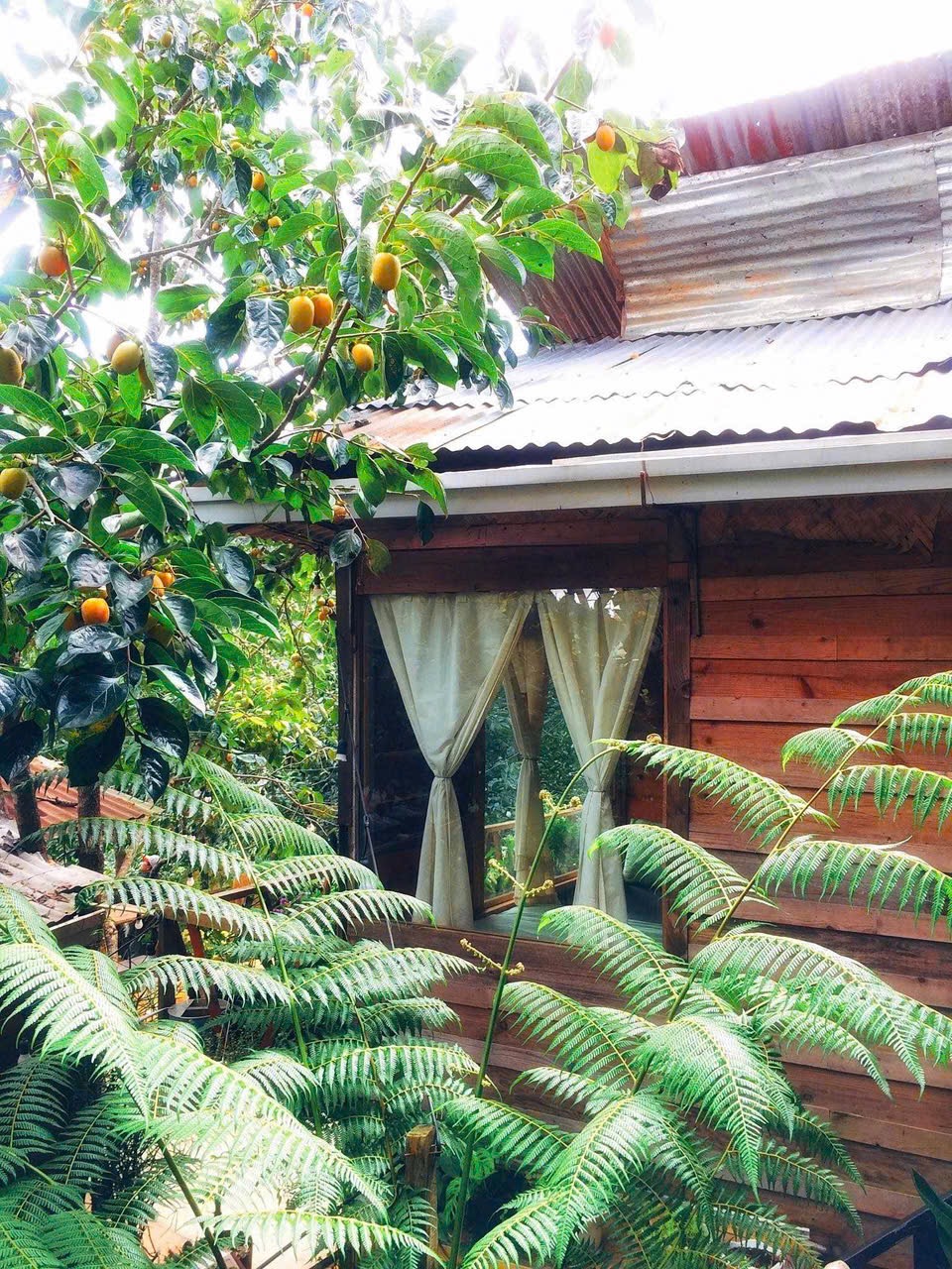 Home Đà Lạt - view đồi view vườn hồng xanh mát 🌿🌿🌿 - thuê homestay đà lạt ảnh 6